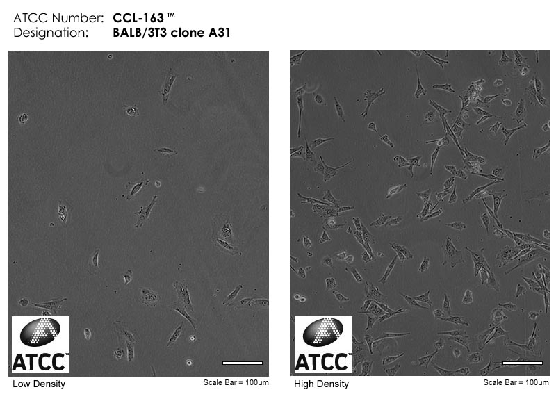 BALB/3T3 clone A31细胞图片